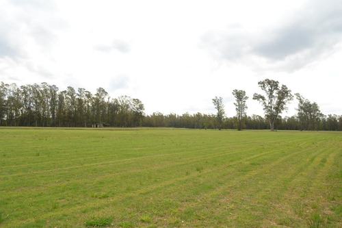 Terreno - Campo Timbo