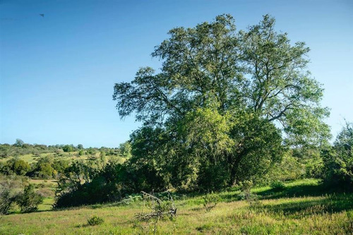 Parcelas En Algarrobo Terrenos De 5 Hectáreas Rol Propio