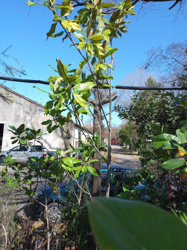 Imagen 7 de 8 de Magnolio, Magnolia. Magnolia Grandiflora Ejemplar (seña)