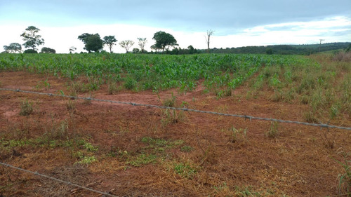 Chácara, Sitío De 3 Alqueires Na Cidade De Nova Castilho Sp, Regiao De São Jose Do Rio Preto E Araçatuba Sp