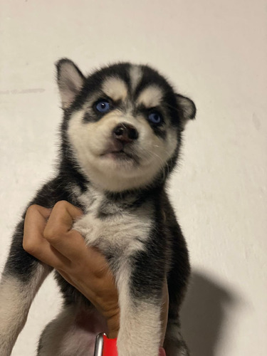 Cachorros Husky Siberiano 