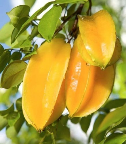 Imagem 4 de 6 de Muda De Carambola Legítima Excelente Para Produzir