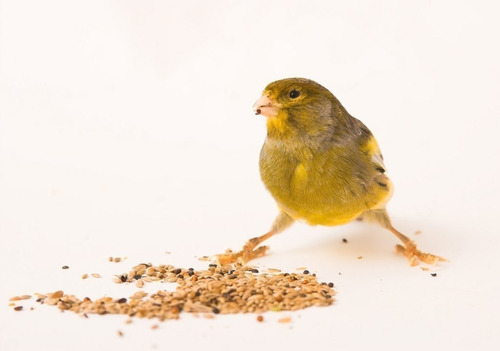 Imagen 4 de 6 de Mezcla Especial Canarios Alimento Aves Pajaros 750gr