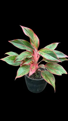 Aglaonema Siam Aurora, Planta Ornamental Rara E Colorida