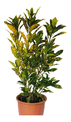 Cróton Amarelo - Codiaeum Variegatum - Pote 17
