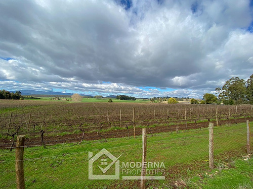 Campo 964 Ha. Con Uva, Forestal Y Forraje