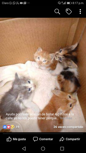 Gatitos De 2 A 5 Meses En Adopcion Responsable