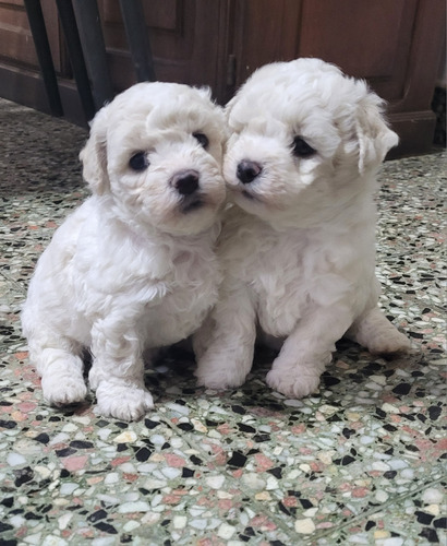 Bichon Frise Con Fca