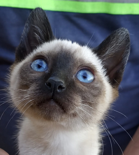Imagen 2 de 8 de Gatitos Siameses Puros Entrega Ya .