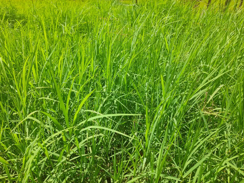 3kg De Semillas De Pasto Estrella Africana, Mejorado