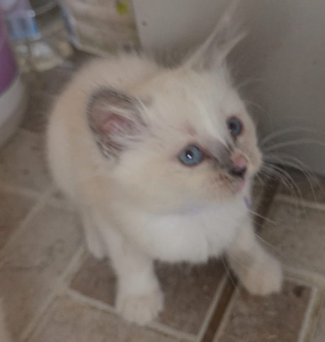 Gatitos Ragdoll, Con Registro Y Pedigree, Preciosos, Haedo