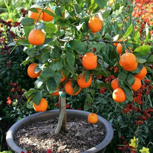 Lima Rangpur (limón Paraguayo). Variedad Enana Importada