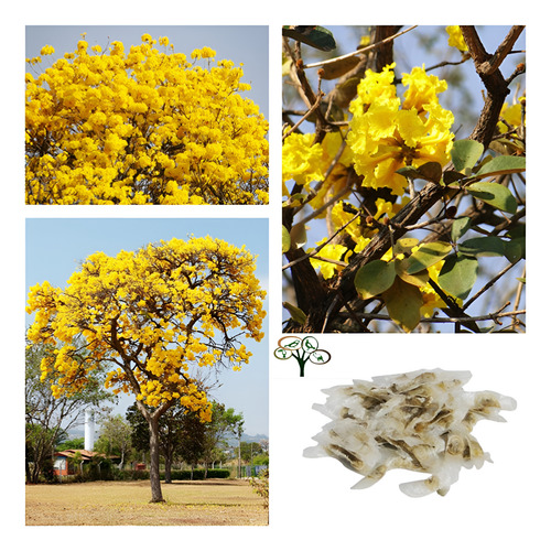 600 Sementes De Ipê Amarelo Cascudo, Do Cerrado, Ou Do Campo