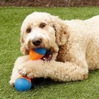 Imagem 4 de 7 de Brinquedo De Cachorro Arremessar Frisbee Tri Bumper Chuckit