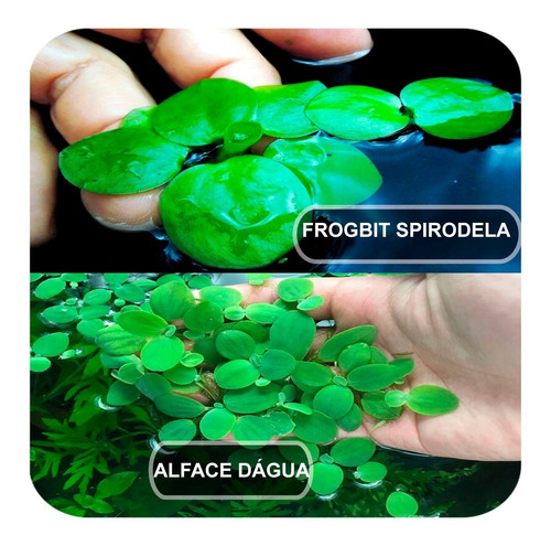 Combo 10 Alface Dágua E 10 Frogbit Spirodela Lago Ornamental