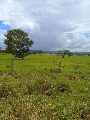 Imagem 3 de 9 de Excelente Fazenda Dupla Aptidão Município Divinopolis Goiás