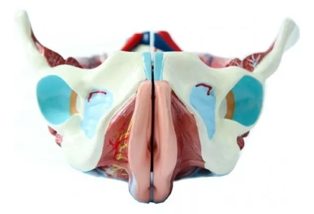 Segunda imagem para pesquisa de modelo anatomico musculos da face
