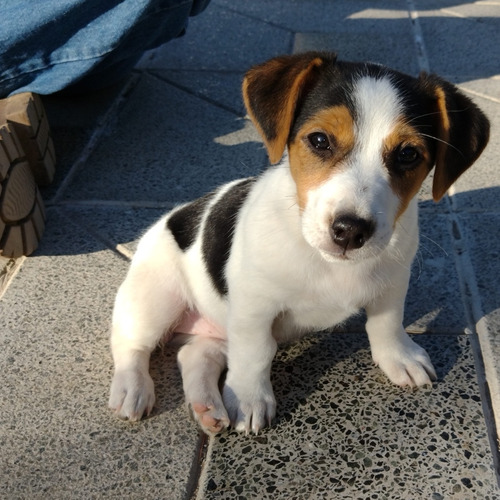 Cachorros Jack Russell!!