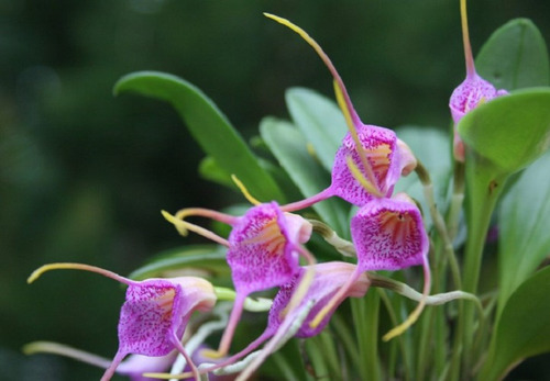300 Semillas De Orquídea Masdevilla Morada + Instructivo