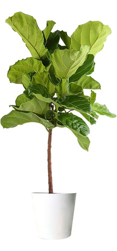 Árbol De Higo Vivo, Ficus Lyrata, Planta De Interior, 90-120