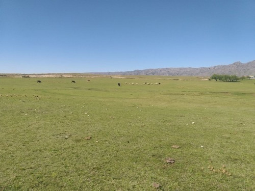 Imagen 5 de 11 de Se Venden 400 Hectareas Ganaderas En Los Gigantes Cordoba
