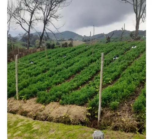 Finca En Vender En La Unión