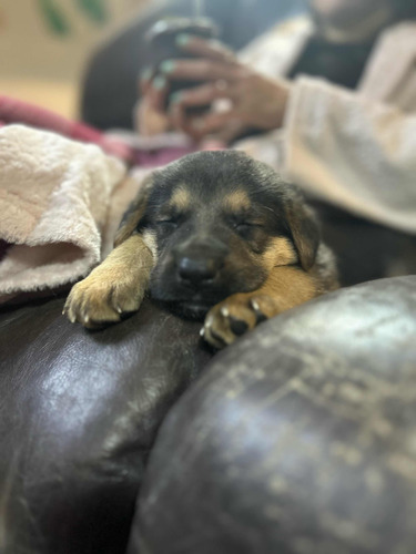 Perros Ovejeros Alemanes