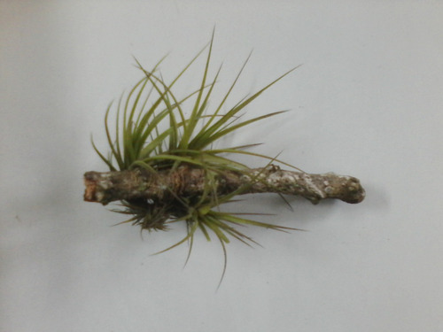 6 Mudas Bebê De Bromélia Tillandsia Aeranthos-flor Roxa+anil