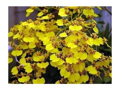 1 Muda Pingo De Ouro Oncidium Orquídea Amarela Linda