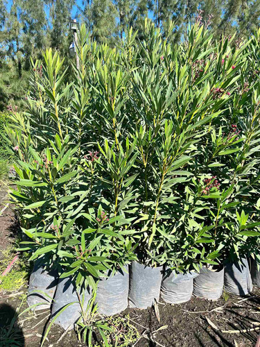 Plantas Laurel De Flor Cerco Vivo Perimetral 8lts Pack X10