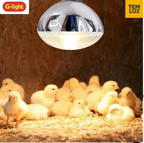 Lâmpada R125 Aquecimento Secagem 250w 220v Animais Comidas