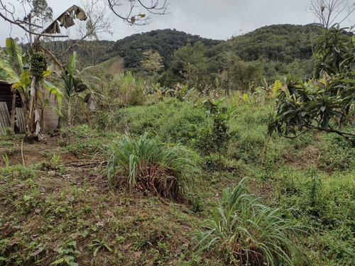 Imagem 10 de 14 de Chácara De 1 Alqueire De Terra Com Casa Simples Em Juquia Sp
