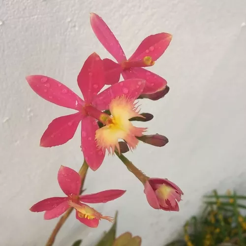Orquídea Epidendrum Fácil De Cultivar (muda Sem Flor)