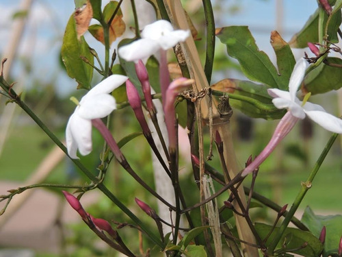 Jazmín De Hungría, Trepadoras, Enredaderas, Vivero