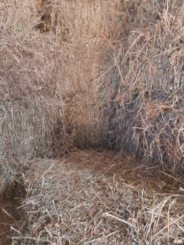 Imagen 3 de 12 de Fardos De Alfalfa Pura 100%