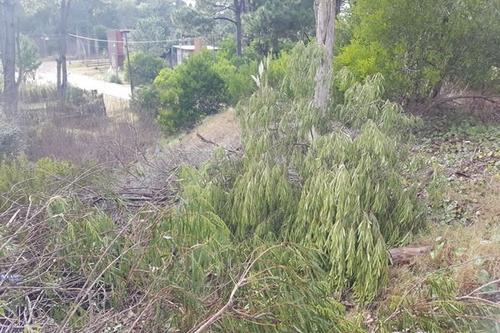 Imagen 5 de 5 de Lote Ubicado En Las Gaviotas Esquina Sobre Elevado Y Forestado