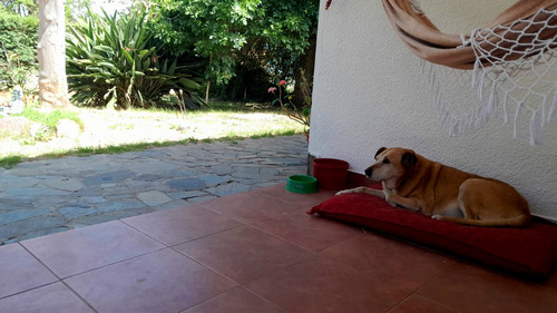 Cuidado De Perros, Guardería, Pensionado, Hotel