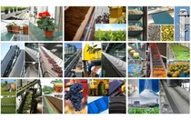 Comprar Bandas Transportadoras Agroindustriales Azucareras Elevador 