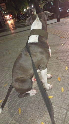 Imagen 3 de 4 de Servicio De Monta. American Pitt Bull Blue Nose