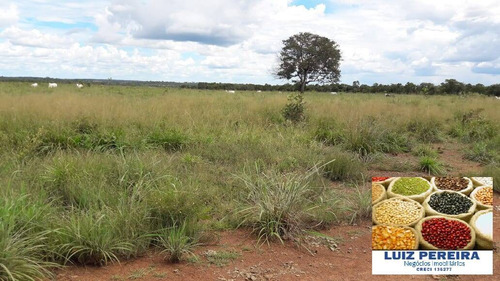 Imagem 11 de 12 de Fazenda À Venda Em Itacajá - T0 - De 230 Alqueirões (dupla Aptidão) - 1620
