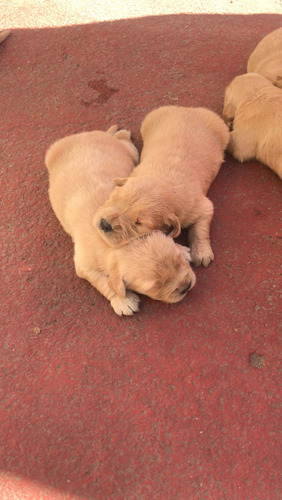 Golden Retriever , Excelente Genética