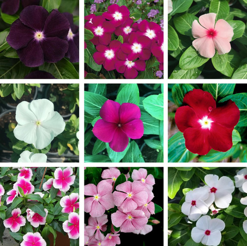 60 Sementes De Vinca Madagascar Espécie Exótica