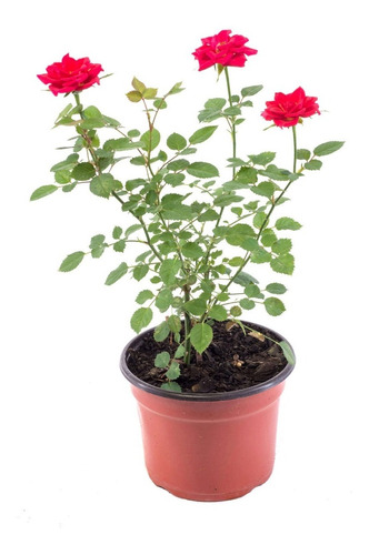 3 Plantas ¥10mil Rosas Mini Rococó Rojas 