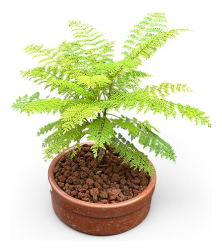 Bonsai Jacaranda N2 8 Años 25cm En Maceta Cultivo Esmaltada