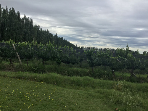 Campo En Venta 400 Hectáreas San Rafael Mendoza