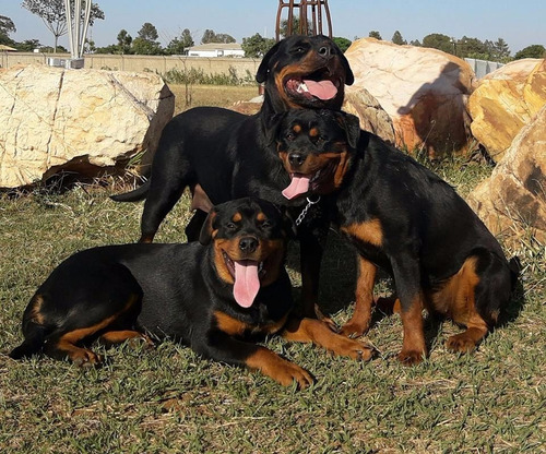 Rottweiler Filhote