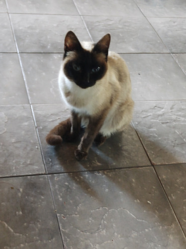 Machito Siames Siameses Claro Gatito