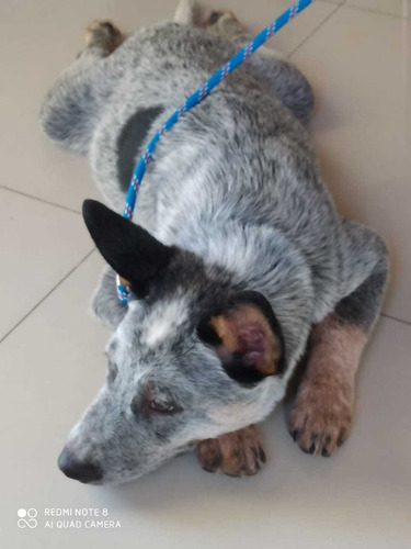 Imagem 1 de 5 de Boiadeiro Australiano