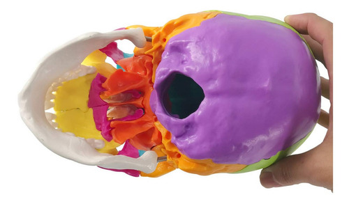 Craneo Humano Desarmable 22 Piezas A Colores