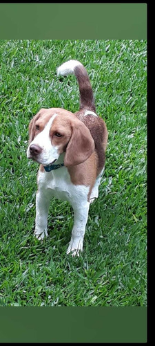Cachorro Macho Beagle C/pedigrí C/ Microchip 1 Año Y 9 Meses